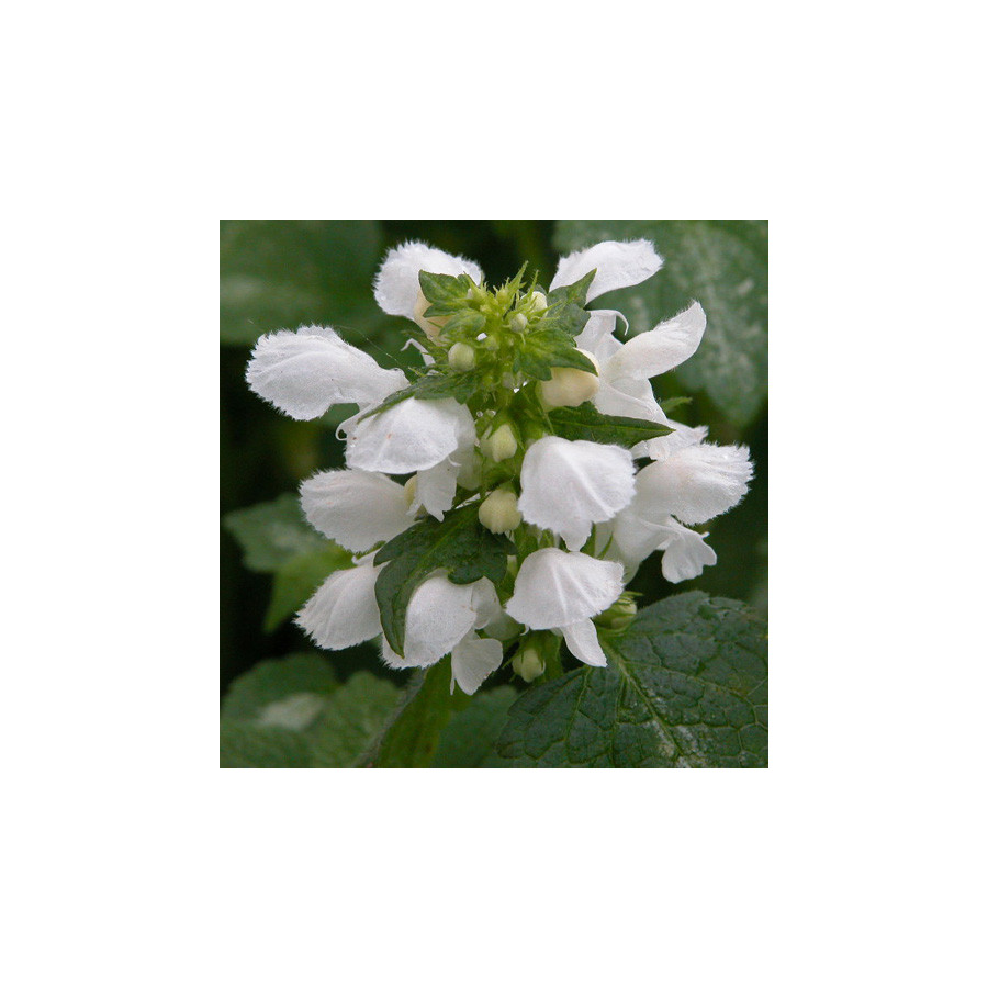 Plantes Vivaces LAMIUM maculatum 'Album' - Lamier maculé en vente - Pépinière Lepage .