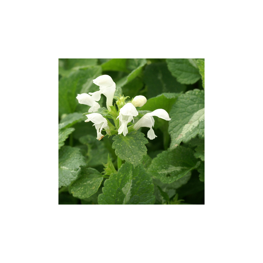 Plantes Vivaces LAMIUM maculatum 'Album' - Lamier maculé en vente - Pépinière Lepage .