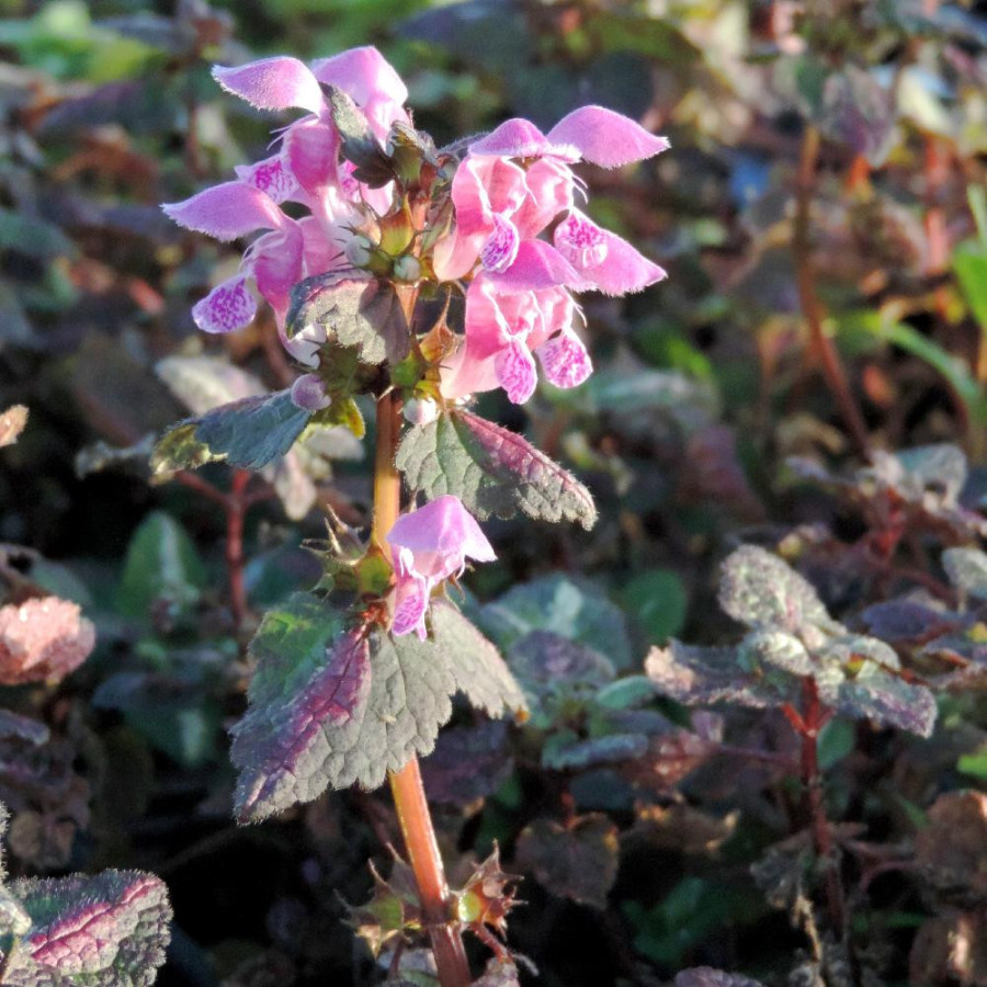 Plantes Vivaces LAMIUM maculatum 'Chequers' - Lamier maculé en vente - Pépinière Lepage .