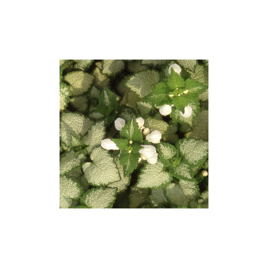 Plantes Vivaces LAMIUM maculatum 'White Nancy' - Lamier maculé en vente - Pépinière Lepage .