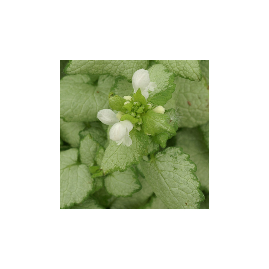Plantes Vivaces LAMIUM maculatum 'White Nancy' - Lamier maculé en vente - Pépinière Lepage .