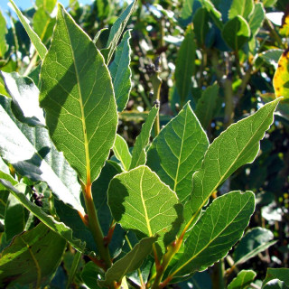 Plantes Vivaces LAURUS nobilis - Laurier sauce en vente - Pépinière Lepage .