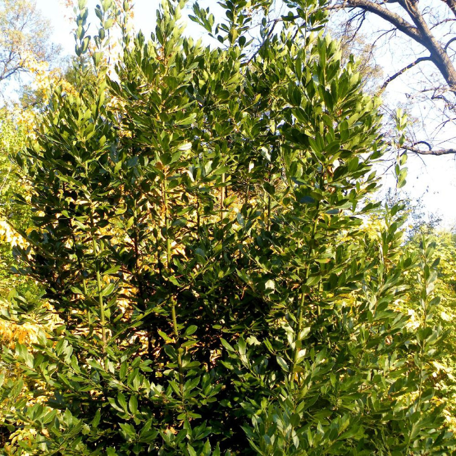 Plantes Vivaces LAURUS nobilis - Laurier sauce en vente - Pépinière Lepage .