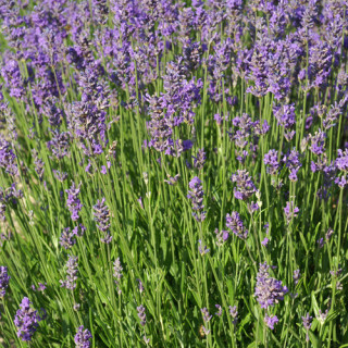 Plantes Vivaces LAVANDULA angustifolia 'Compacta' - Lavande vraie compacte en vente - Pépinière Lepage .