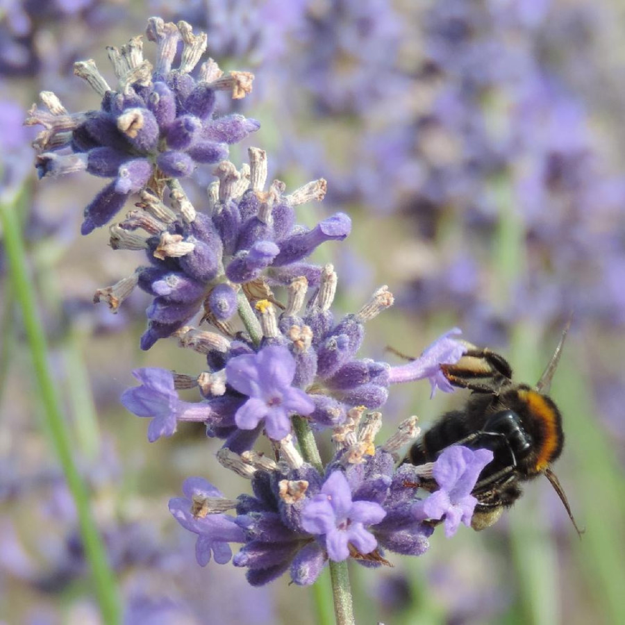 Plantes Vivaces LAVANDULA angustifolia 'Hidcote' - Lavande vraie en vente - Pépinière Lepage .