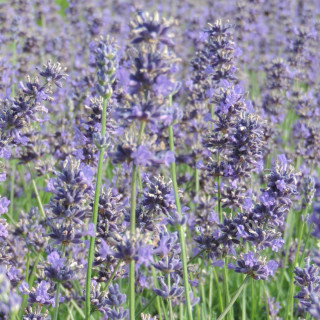 Plantes Vivaces LAVANDULA angustifolia 'Hidcote' - Lavande vraie en vente - Pépinière Lepage .