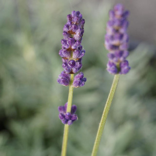 LAVANDULA angustifolia 'Peter Pan'