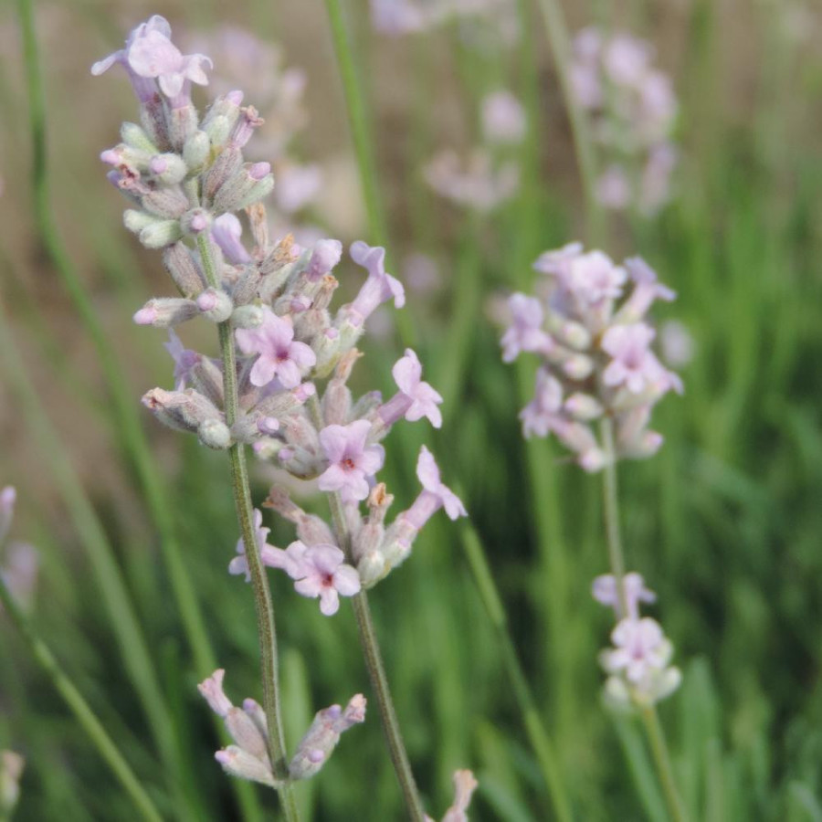 Plantes Vivaces LAVANDULA angustifolia 'Rosea' - Lavande vraie en vente - Pépinière Lepage .