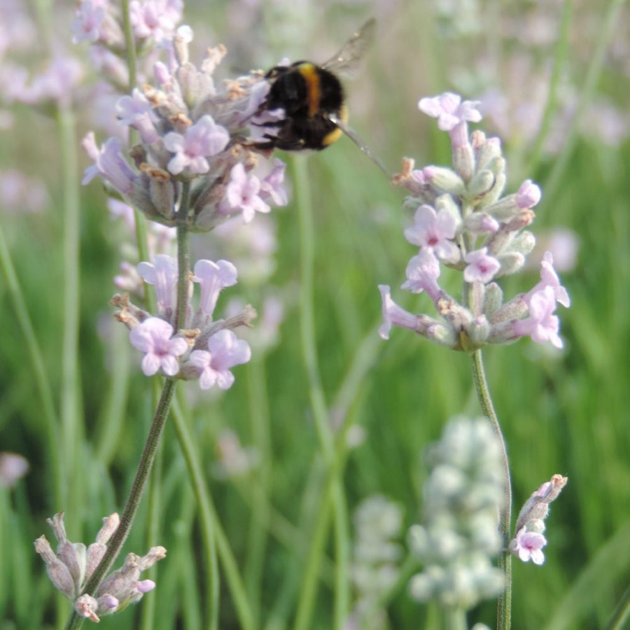 Plantes Vivaces LAVANDULA angustifolia 'Rosea' - Lavande vraie en vente - Pépinière Lepage .