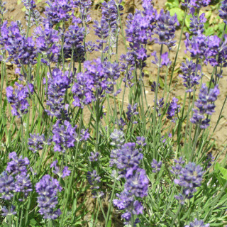 Plantes Vivaces LAVANDULA angustifolia (vera) - Lavande vraie en vente - Pépinière Lepage .