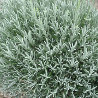 LAVANDULA intermedia 'Dutch'