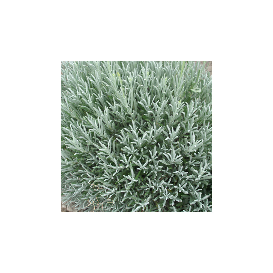 Plantes Vivaces LAVANDULA intermedia 'Dutch' - Lavandin en vente - Lavande bâtarde en vente - Pépinière Lepage .