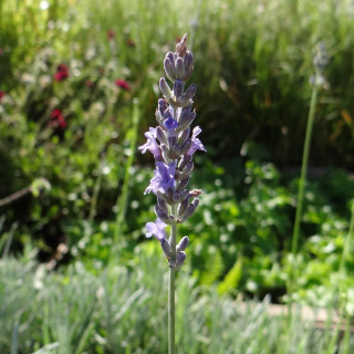 Plantes Vivaces LAVANDULA intermedia 'Dutch' - Lavandin en vente - Lavande bâtarde en vente - Pépinière Lepage .