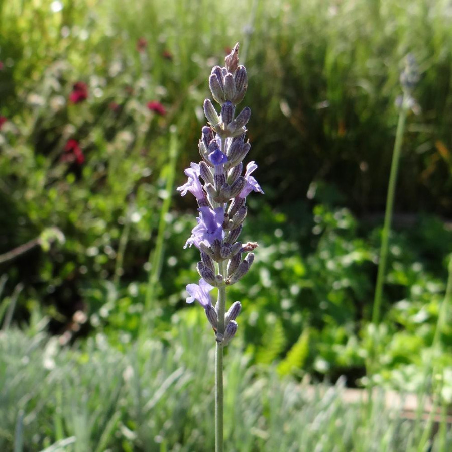 Plantes Vivaces LAVANDULA intermedia 'Dutch' - Lavandin en vente - Lavande bâtarde en vente - Pépinière Lepage .
