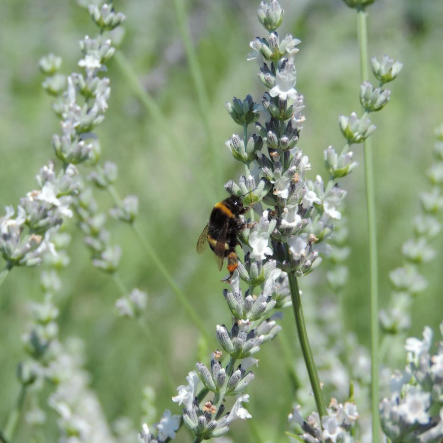 Plantes Vivaces LAVANDULA intermedia 'Edelweiss' - Lavandin blan en vente - Pépinière Lepage .