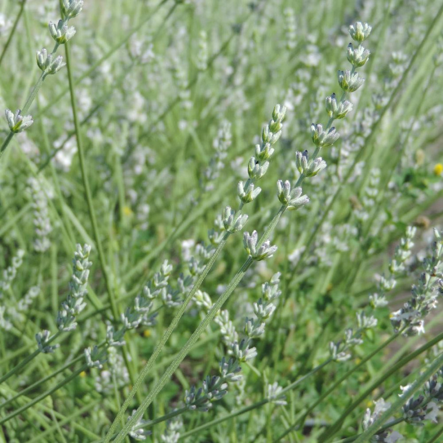 Plantes Vivaces LAVANDULA intermedia 'Edelweiss' - Lavandin blan en vente - Pépinière Lepage .