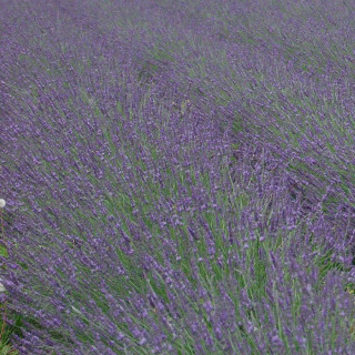 Plantes Vivaces LAVANDULA intermedia 'Phenomenal' ® - Lavande bâtarde en vente - Pépinière Lepage .