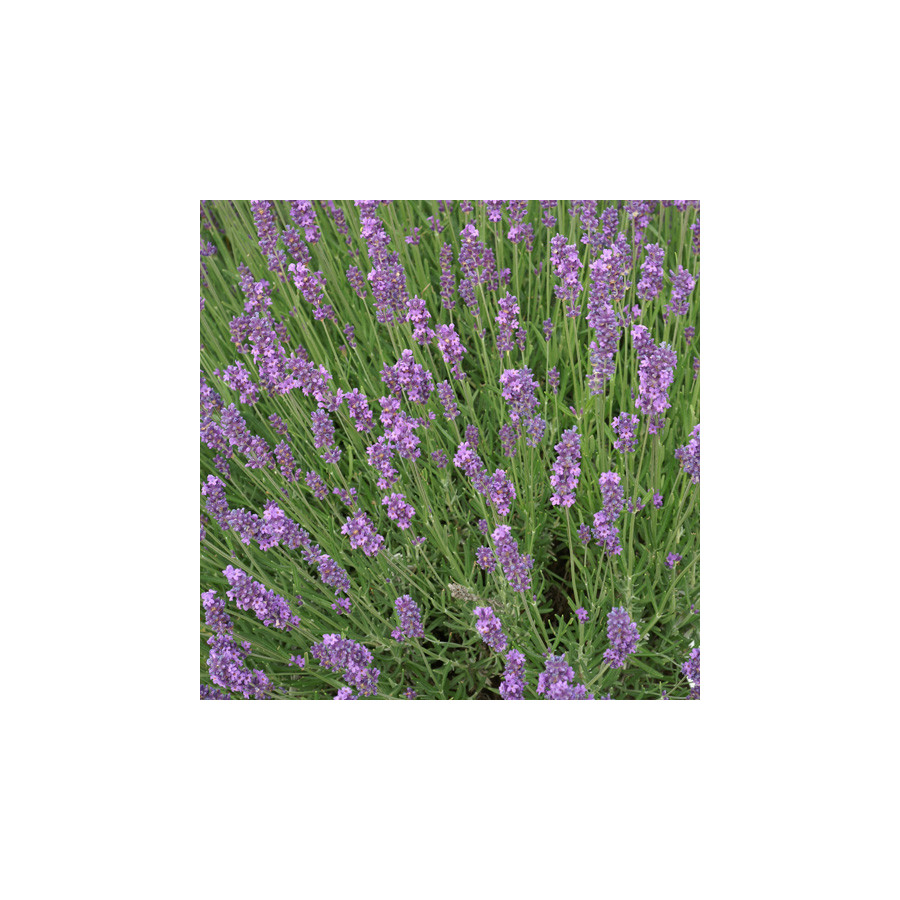 Plantes Vivaces LAVANDULA intermedia (lavandin) - Lavandin en vente - Pépinière Lepage .