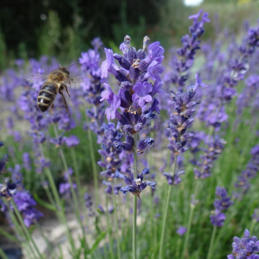 Plantes Vivaces LAVANDULA intermedia (lavandin) - Lavandin en vente - Pépinière Lepage .