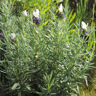 LAVANDULA stoechas 'Castilliano White'