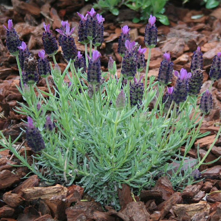Plantes Vivaces LAVANDULA stoechas 'Dark Royalty' ® en vente - Pépinière Lepage .