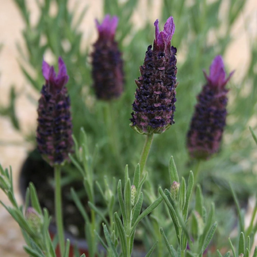 Plantes Vivaces LAVANDULA stoechas 'Dark Royalty' ® en vente - Pépinière Lepage .