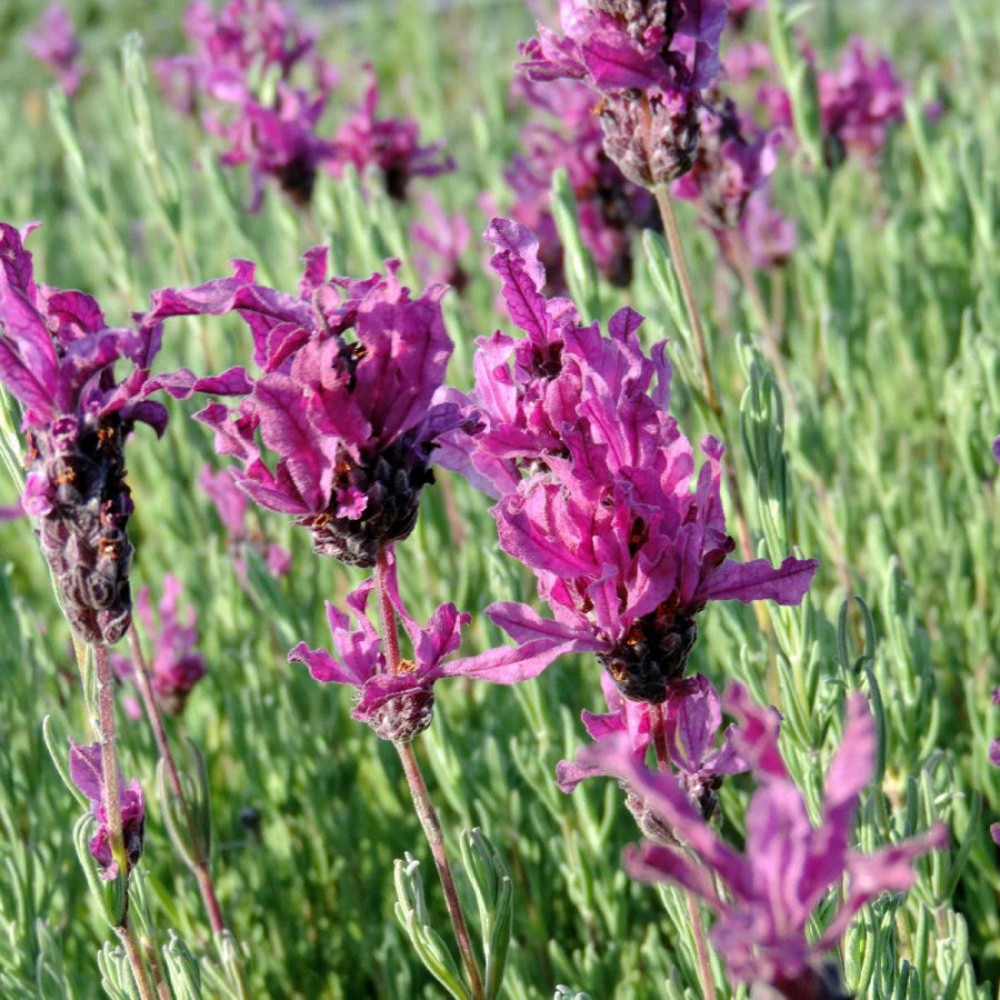 LAVANDULA stoechas 'The Princess' ®