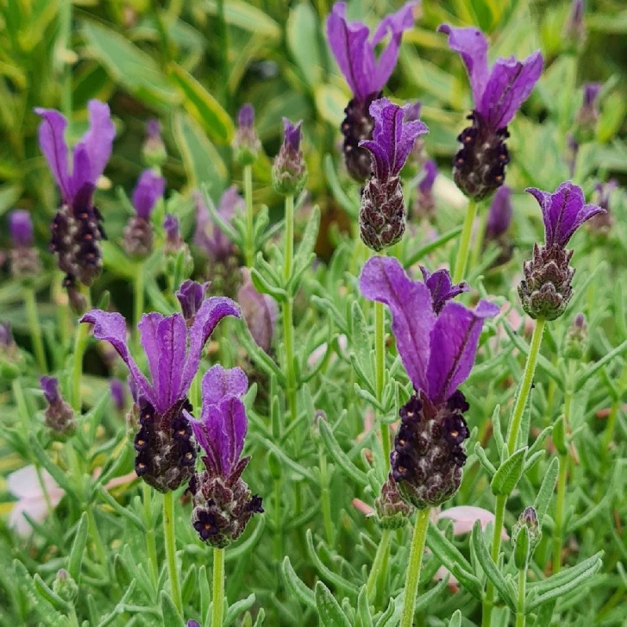 Plantes Vivaces LAVANDULA stoechas Magical ® 'Posy Purple' - Lavande papillon en vente - Pépinière Lepage .