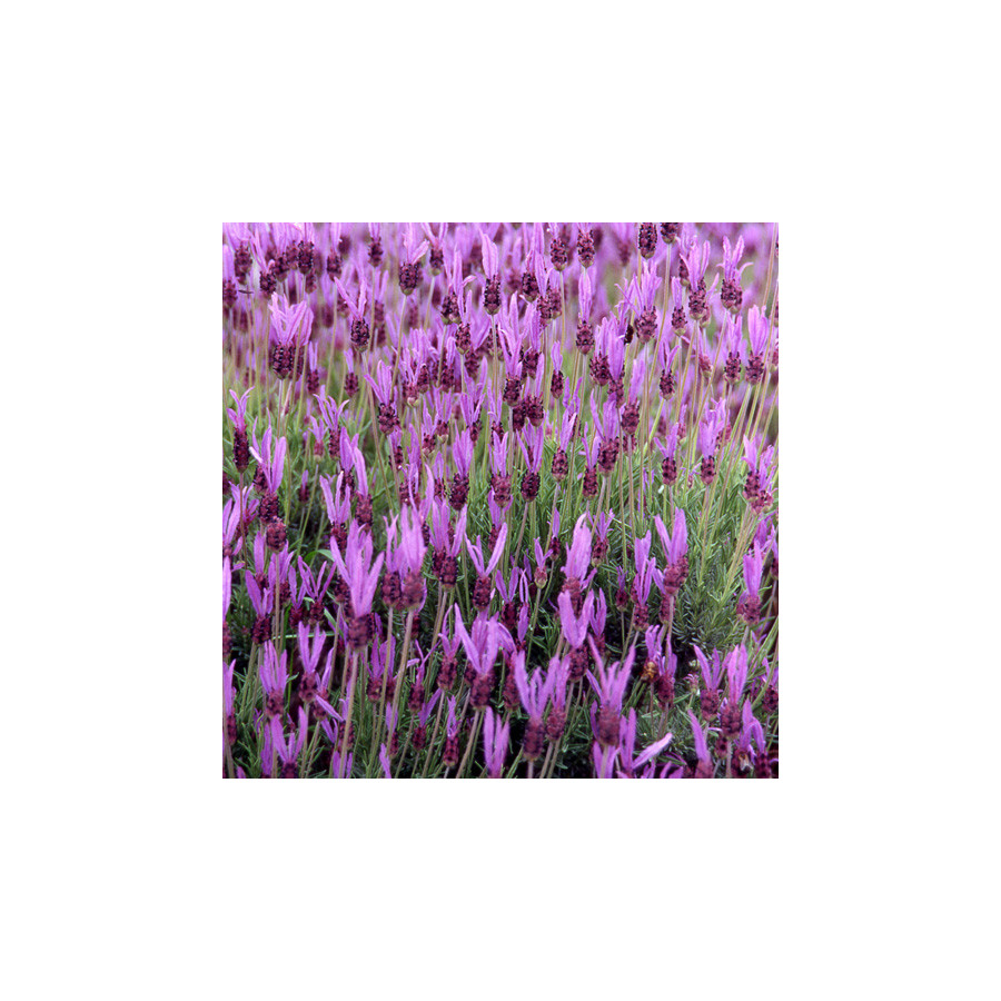 Plantes Vivaces LAVANDULA stoechas ssp. pedunculata - Lavande papillon en vente - Pépinière Lepage .