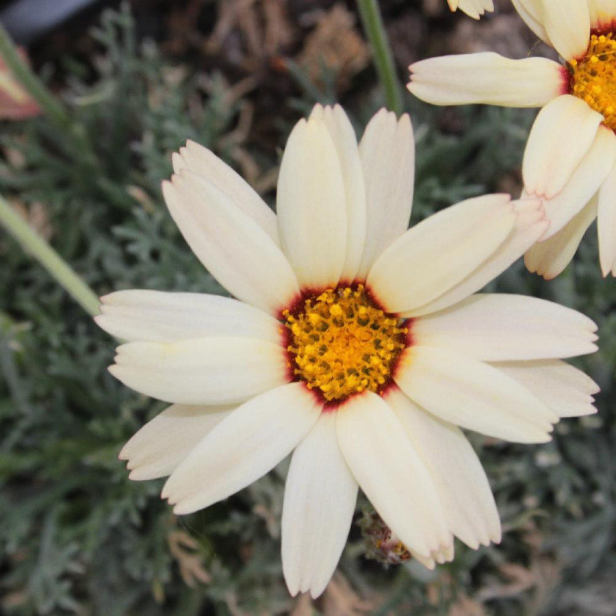 Plantes Vivaces LEUCANTHEMUM 'Sunshine Peach' - Marguerite en vente - Pépinière Lepage .