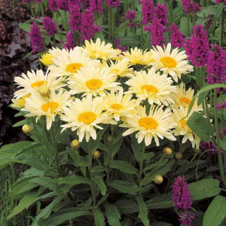 Plantes Vivaces LEUCANTHEMUM superbum 'Banana Cream' ® - Marguerite d'été en vente - Pépinière Lepage .