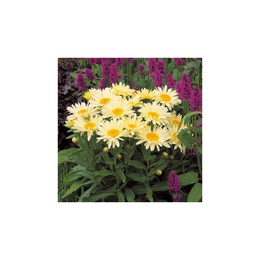 Plantes Vivaces LEUCANTHEMUM superbum 'Banana Cream' ® - Marguerite d'été en vente - Pépinière Lepage .
