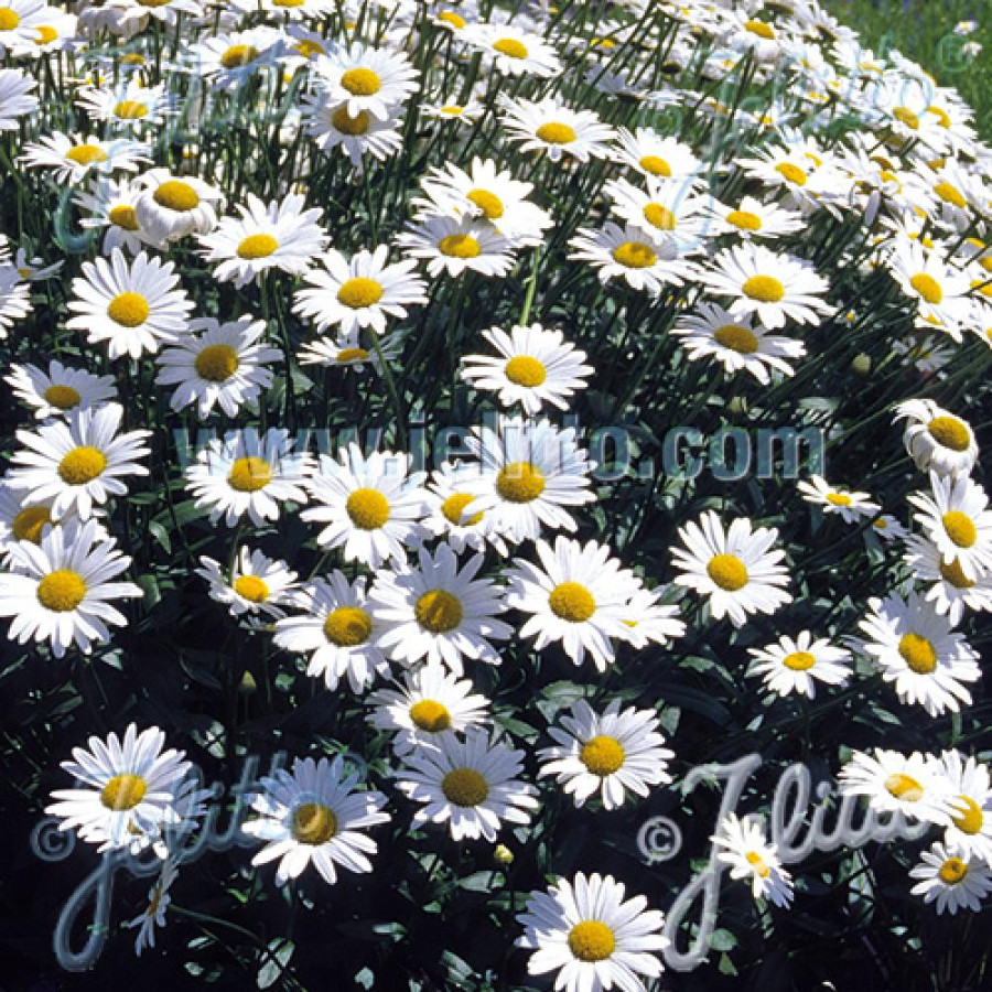 Plantes Vivaces LEUCANTHEMUM superbum 'Brightside' - Marguerite d'été en vente - Pépinière Lepage .