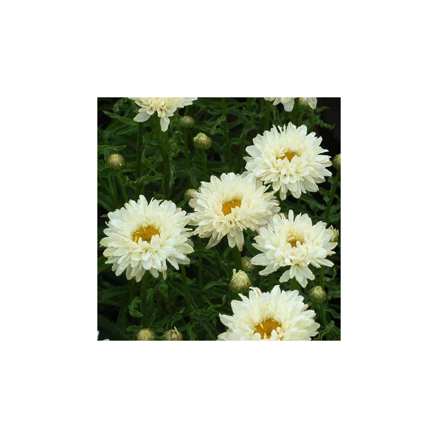 Plantes Vivaces LEUCANTHEMUM superbum 'Victorian Secret' ® - Marguerite d'été en vente - Pépinière Lepage .