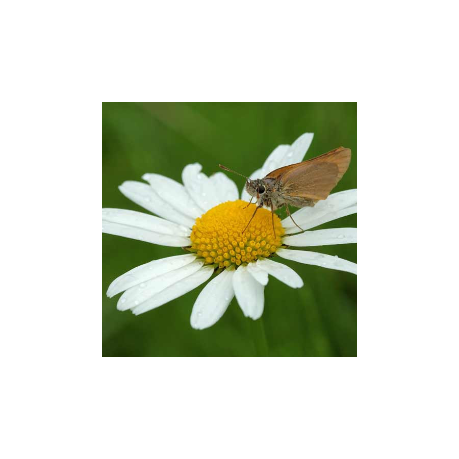 Plantes Vivaces LEUCANTHEMUM vulgare - Marguerite d'été en vente - Marguerite des prés en vente - Pépinière Lepage .
