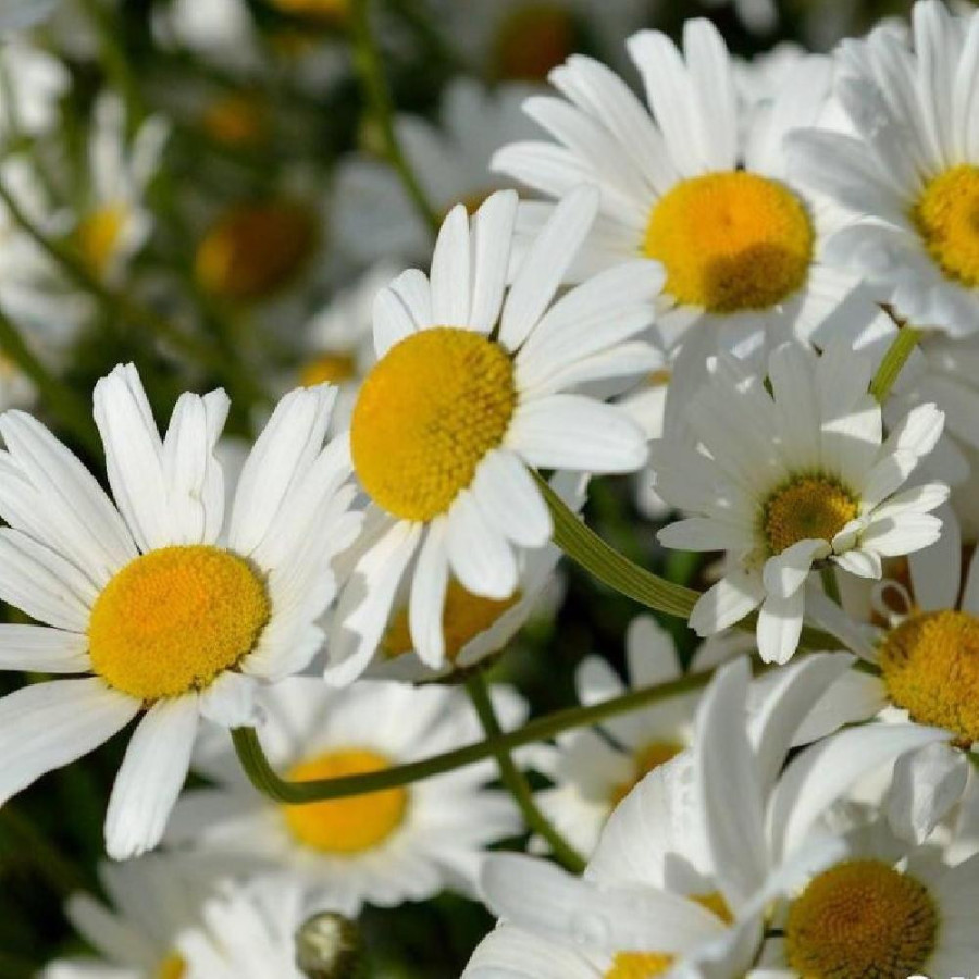 Plantes Vivaces LEUCANTHEMUM vulgare 'Maikönigin' - Marguerite d'été en vente - Pépinière Lepage .