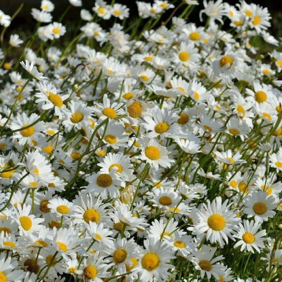 Plantes Vivaces LEUCANTHEMUM vulgare 'Maikönigin' - Marguerite d'été en vente - Pépinière Lepage .