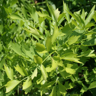 Plantes Vivaces LEVISTICUM officinale - Céléri vivace en vente - Ache, Livèche, Herbe à Maggi en vente - Pépinière Lepage .