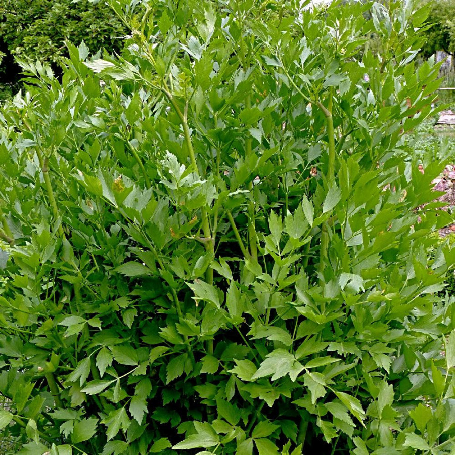 Plantes Vivaces LEVISTICUM officinale - Céléri vivace en vente - Ache, Livèche, Herbe à Maggi en vente - Pépinière Lepage .