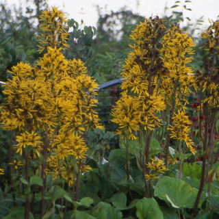Plantes Vivaces LIGULARIA dentata (clivorum) - Ligulaire en vente - Pépinière Lepage .