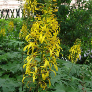Plantes Vivaces LIGULARIA przewalskii - Ligulaire en vente - Pépinière Lepage .