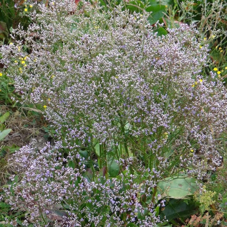 Plantes Vivaces LIMONIUM latifolium - Statice vivace en vente - Lavande de mer en vente - Pépinière Lepage .