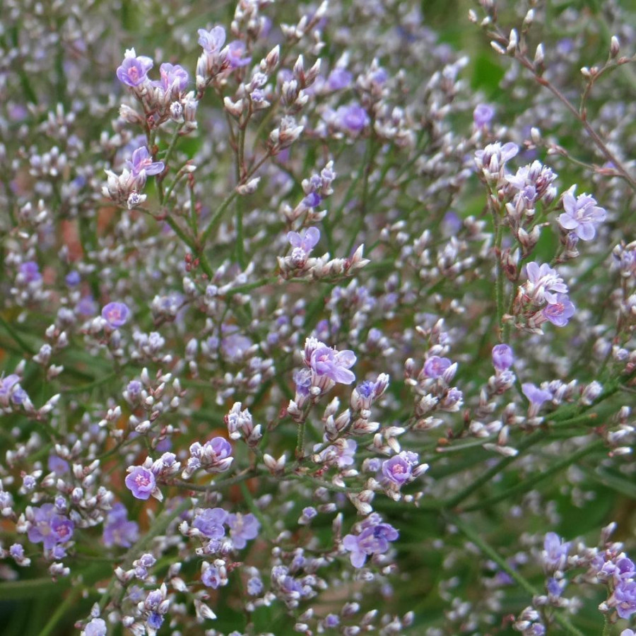 Plantes Vivaces LIMONIUM latifolium - Statice vivace en vente - Lavande de mer en vente - Pépinière Lepage .