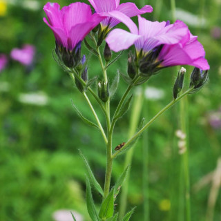 LINUM hypericifolium