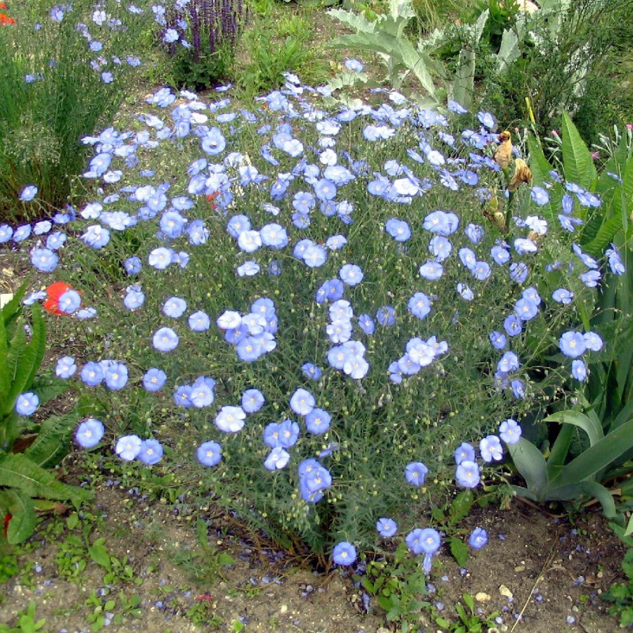 Plantes Vivaces LINUM perenne - Lin en vente - Lin vivace en vente - Pépinière Lepage .