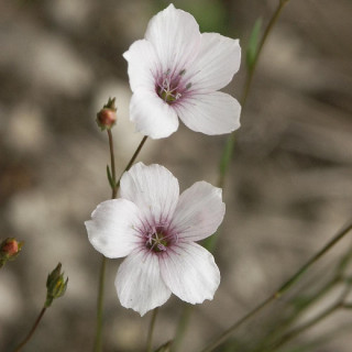 LINUM tenuifolium