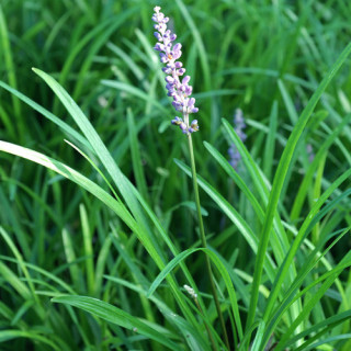 Plantes Vivaces LIRIOPE muscari en vente - Pépinière Lepage .
