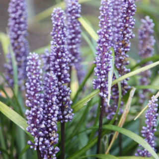 Plantes Vivaces LIRIOPE muscari 'Big blue' en vente - Pépinière Lepage .