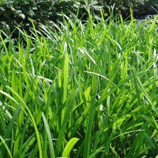 Plantes Vivaces LIRIOPE muscari 'Ingwersen' en vente - Pépinière Lepage .