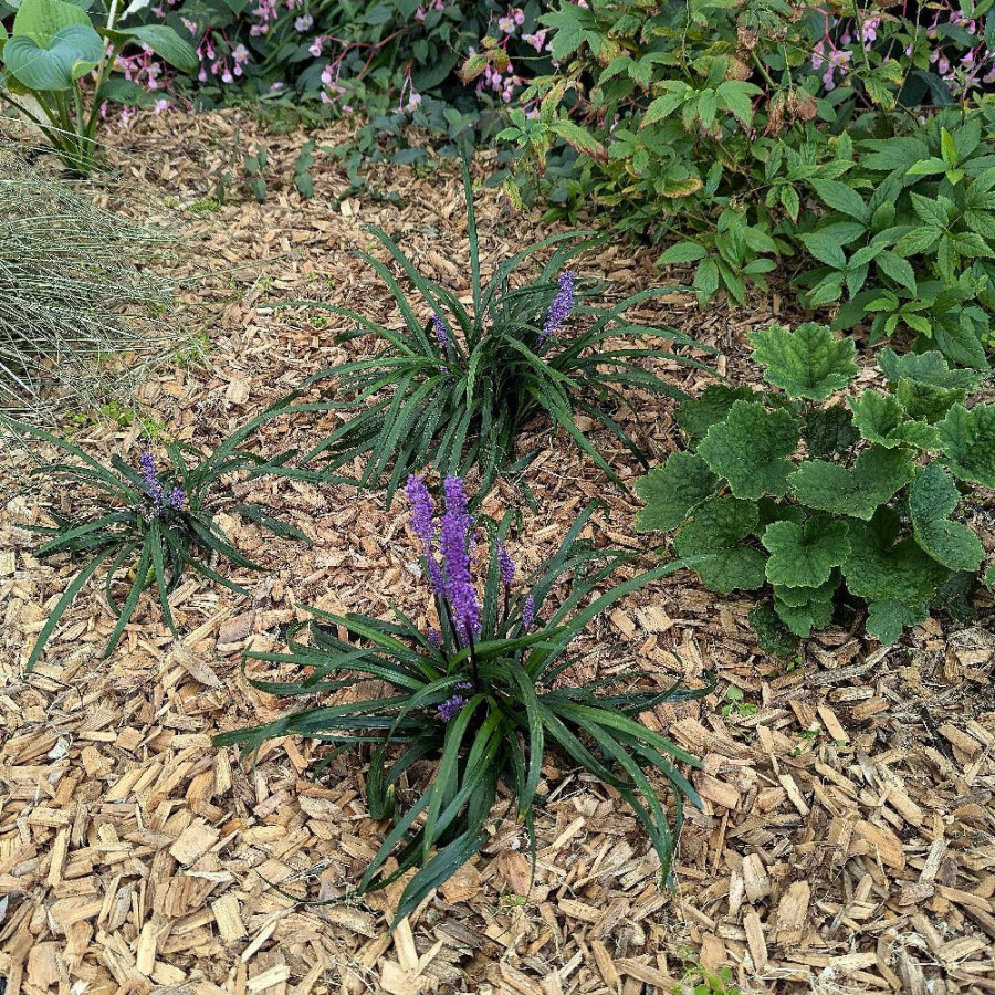 Plantes Vivaces LIRIOPE muscari 'Lilac Wonder' - Liriope en vente - Pépinière Lepage .